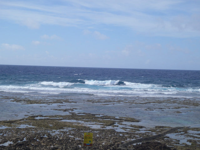 南西うねりの頭～頭半サイズ